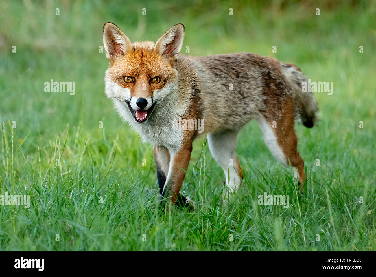 Una chiusura di un fox come si cammina su un prato. Essa è alla ricerca e fissando la telecamera Foto Stock