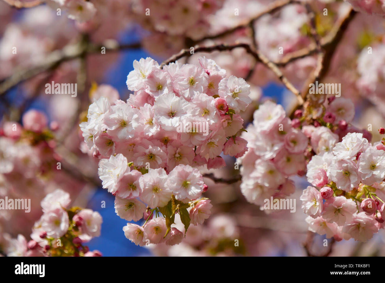 La fioritura dei ciliegi in Primavera, Sud Est Inghilterra Foto Stock