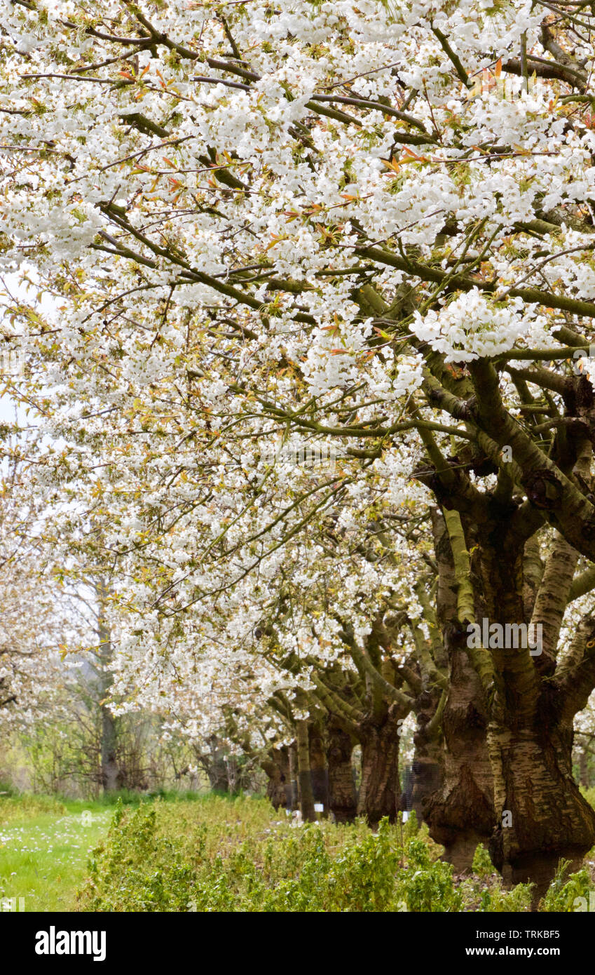 Peri, Molla Blossom nel sud-est dell' Inghilterra Foto Stock