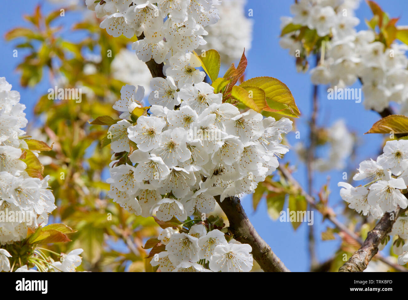 Peri, Molla Blossom nel sud-est dell' Inghilterra Foto Stock