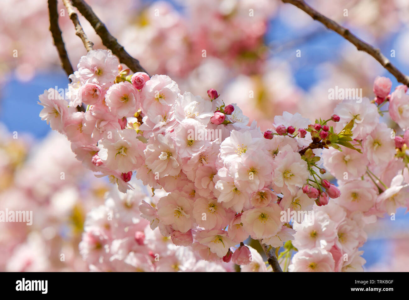 La fioritura dei ciliegi in Primavera, Sud Est Inghilterra Foto Stock
