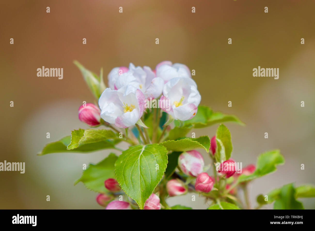 Melo in fiore, Kent, Inghilterra Foto Stock