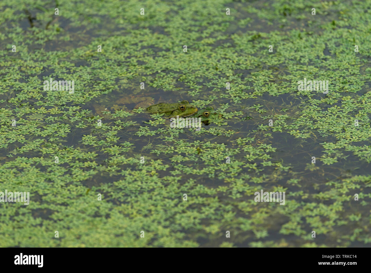 Rane verdi in verde acqua con piante verdi Foto Stock