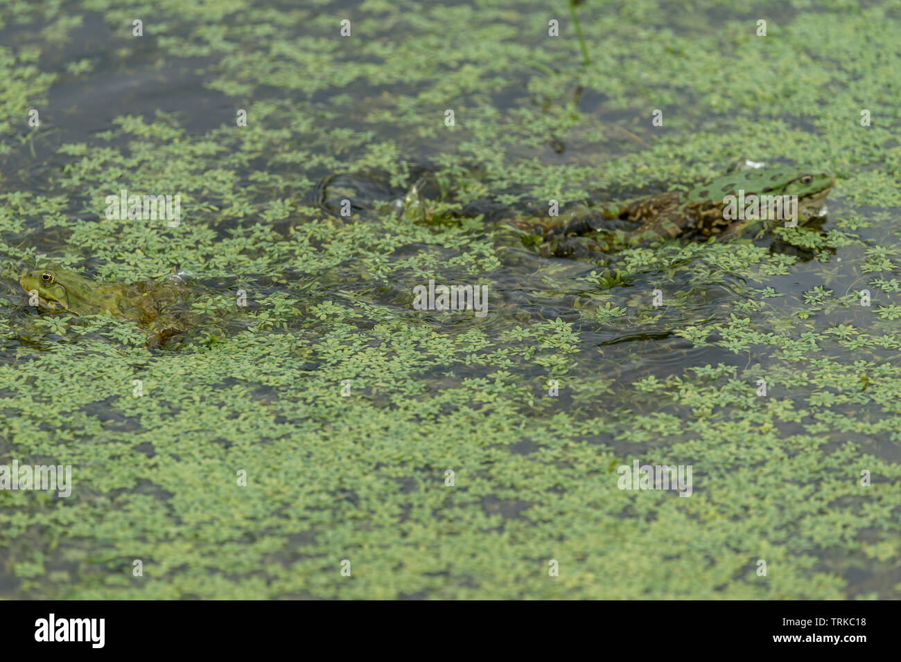 Rane verdi in verde acqua con piante verdi Foto Stock