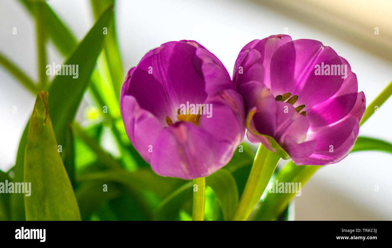 Luminose tulipani viola con steli verdi shot in macro e interni. Ideale rende i fiori per la visualizzazione in ambienti interni. Tulip filamenti in colori brillanti. Foto Stock