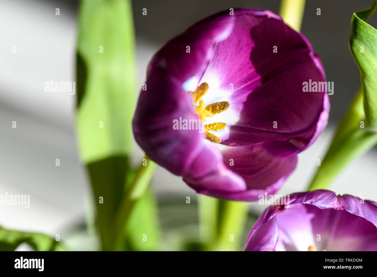 Luminose tulipani viola con steli verdi shot in macro e interni. Ideale rende i fiori per la visualizzazione in ambienti interni. Tulip filamenti in colori brillanti. Foto Stock