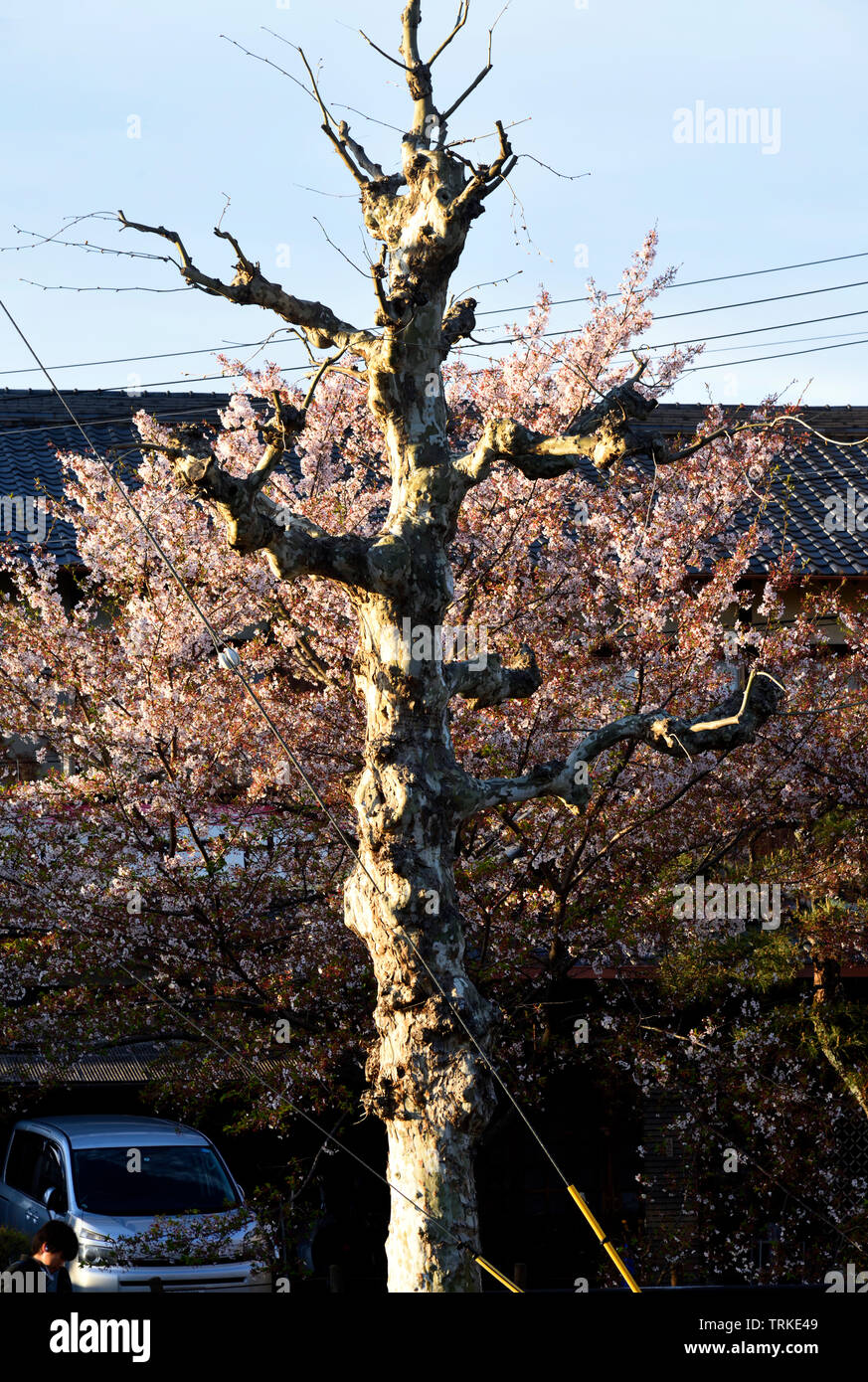 Ginkgo Tree e la fioritura dei ciliegi in Giappone Foto Stock