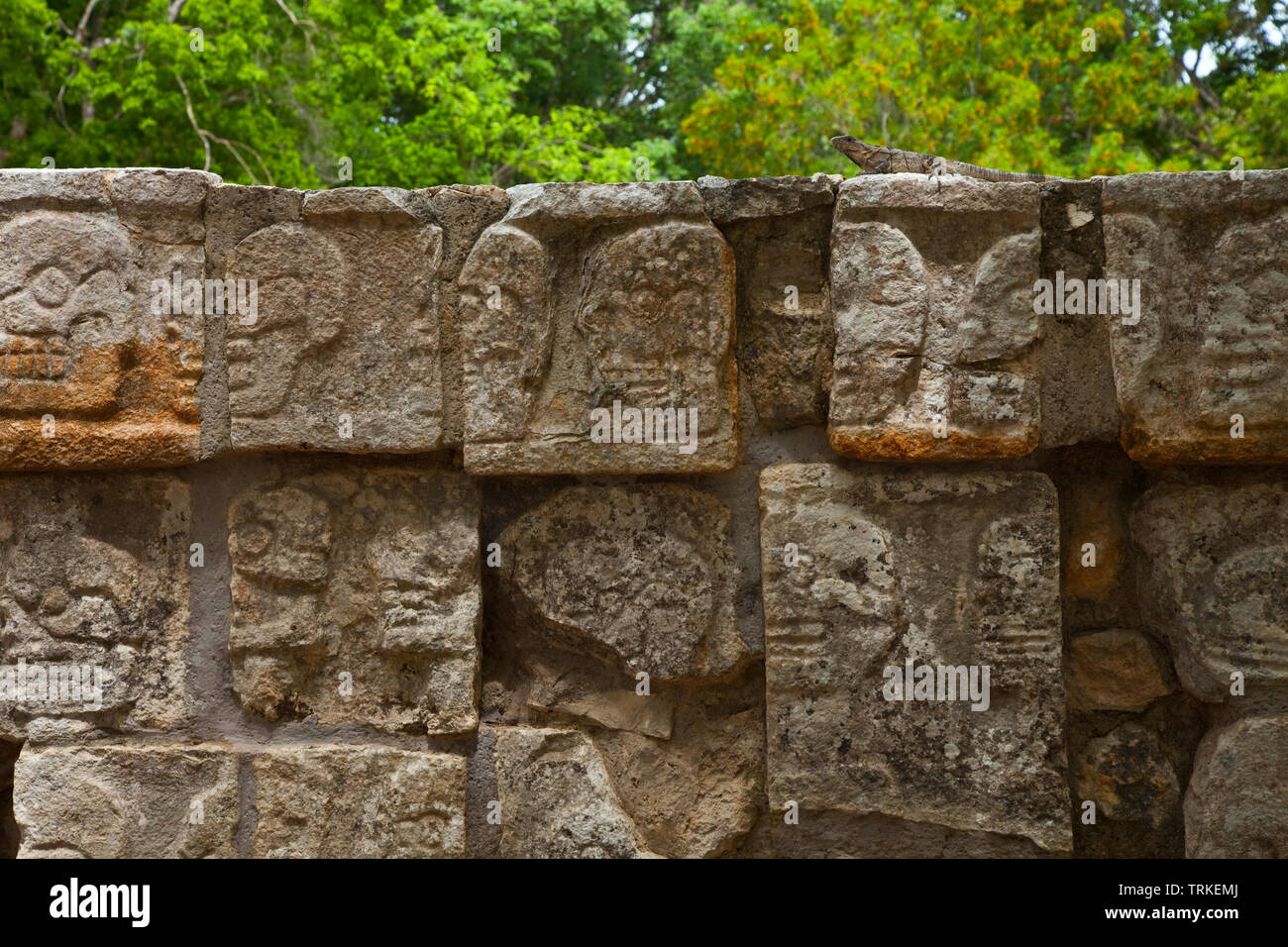 Iguana en la Plataforma de los Cráneos Tzompantli o. Yacimiento Arqueológico de Maya Chichén Itzá. Estado de Yucatán, Península de Yucatán, México, Am Foto Stock