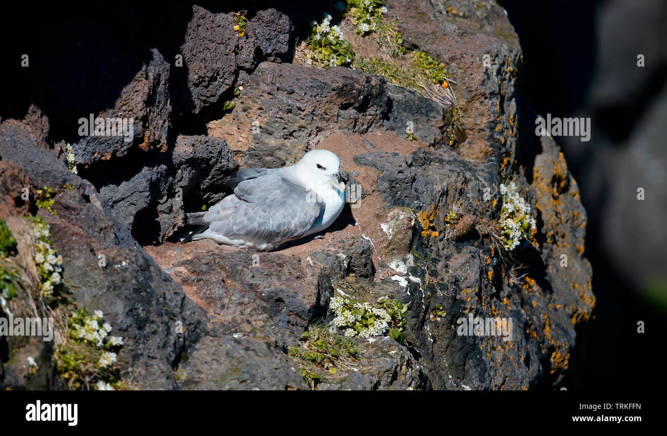 Fulmar [Fulmarus glacialis] - Islanda Foto Stock