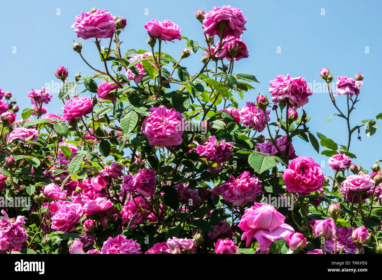 Arbusti di fiori rosa centifolia cavolo Rose Foto Stock