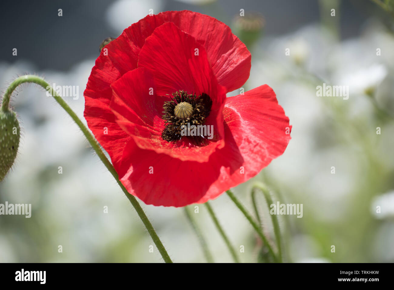 Papaver orientale nana allegro-papavero orientali