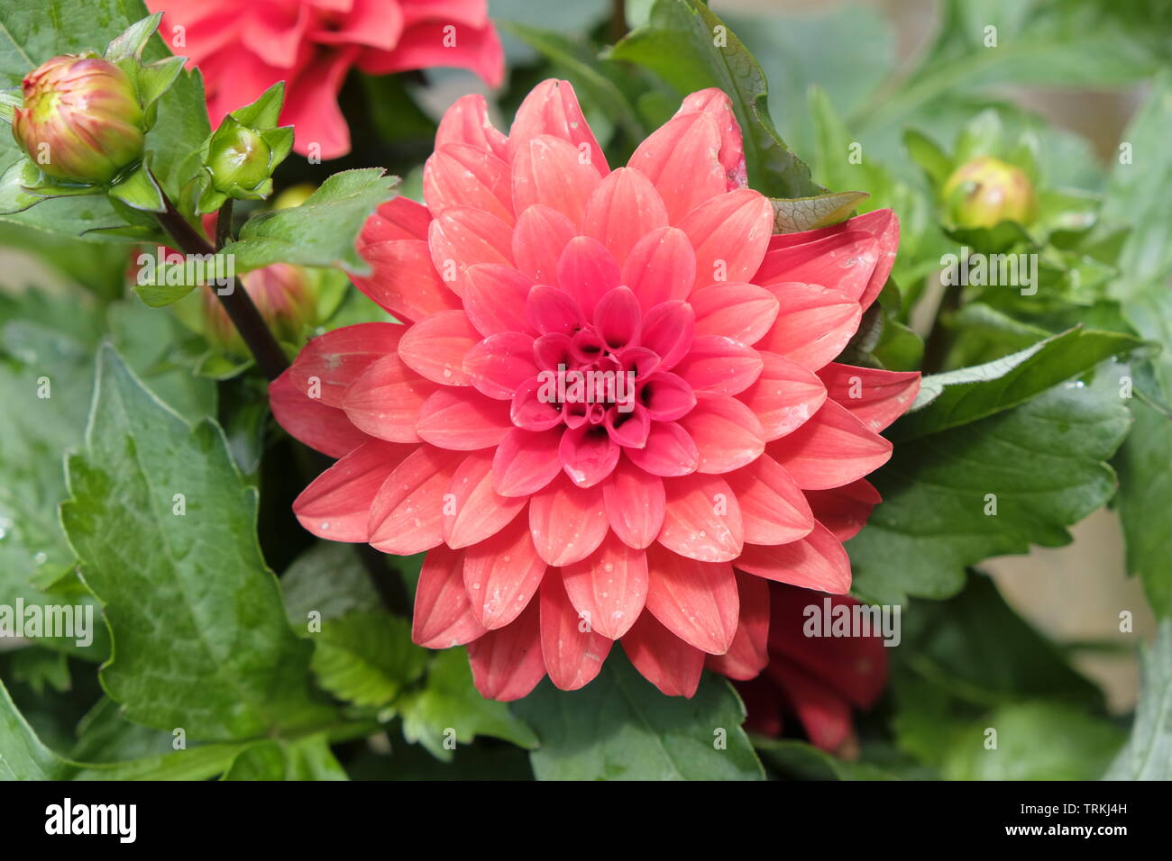 Giugno 2019. Pink Dahlia 'Gallery Rivera" ( piante erbacee perenni, membro della famiglia Asteraceae) Foto Stock