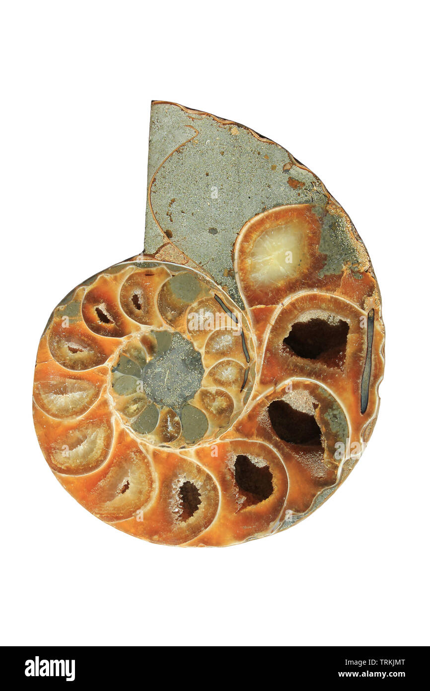 Ammonita combustibili - Madagascar Foto Stock
