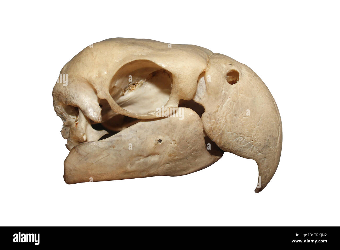 Macaw cranio isolato su bianco Foto Stock