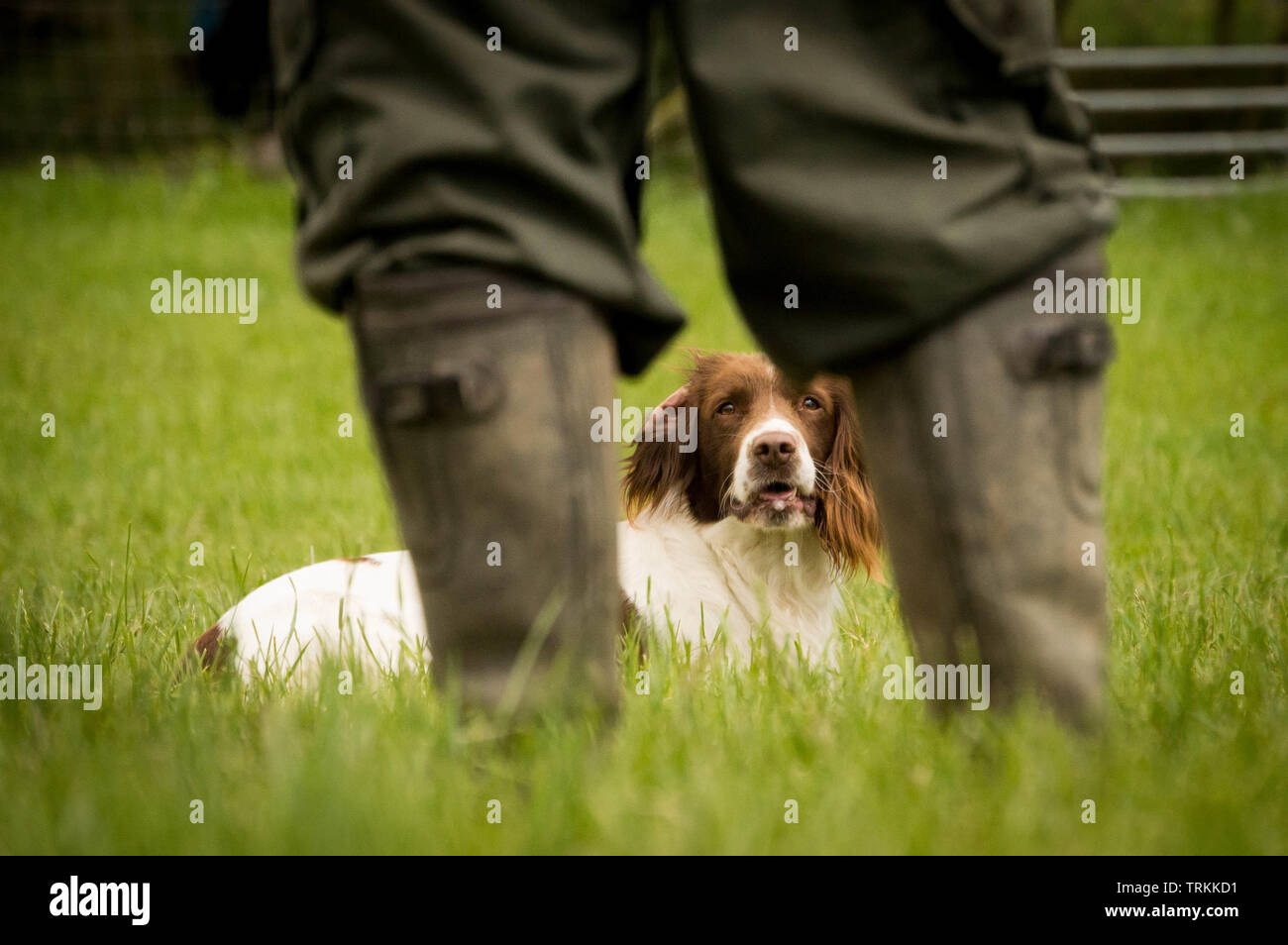 English Springer Spaniel cane sdraiato in un campo dai suoi proprietari stivali da pioggia Foto Stock