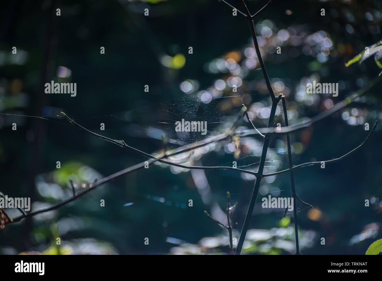 Spider Web in una foresta d'autunno. Messa a fuoco selettiva. Foto Stock