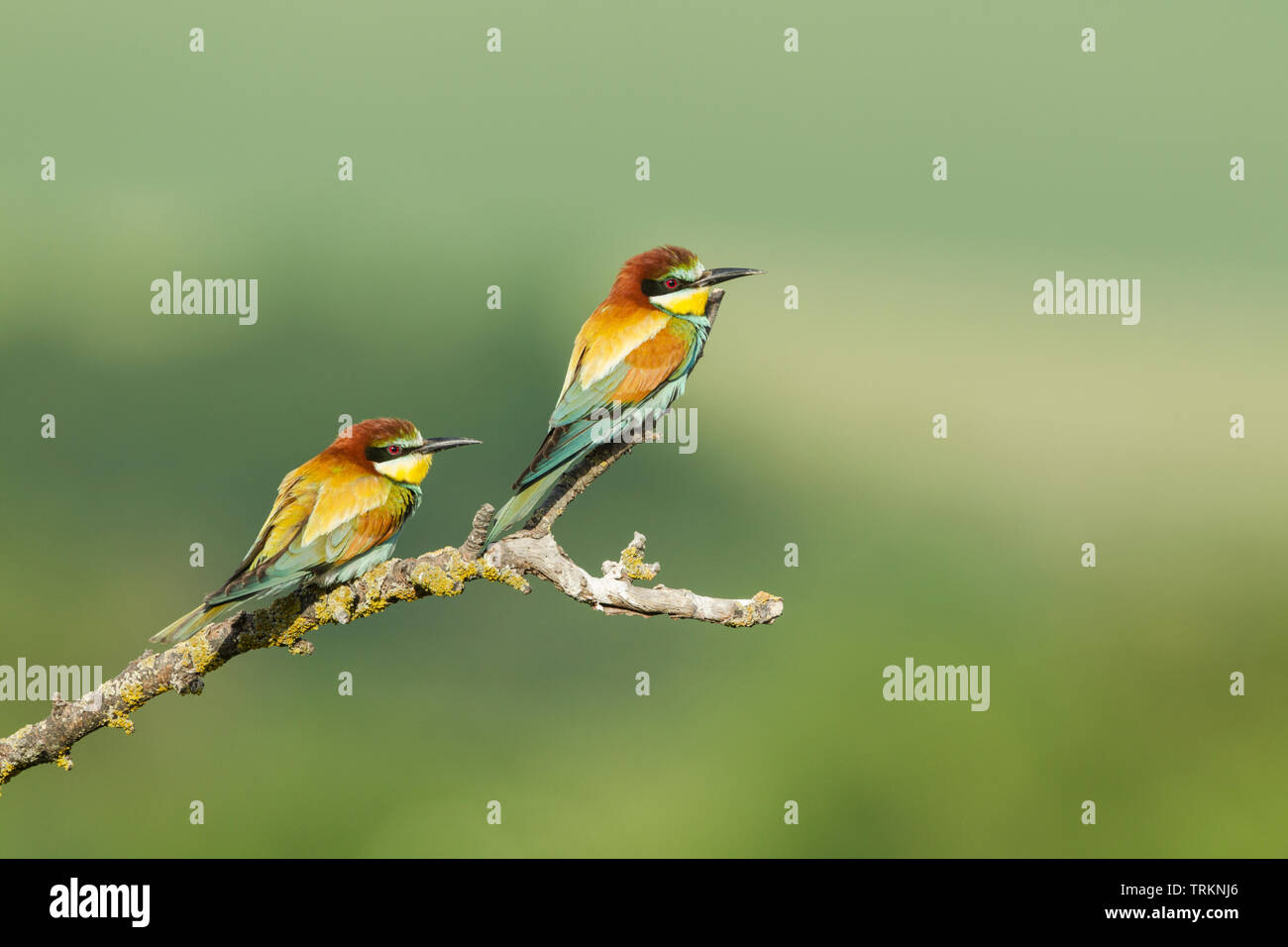 Unione gruccione coppia, nome latino Merops apiaster, appollaiato su un ramo contro uno sfondo verde Foto Stock