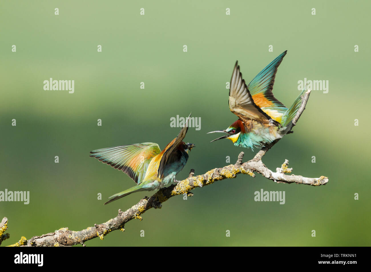 Unione gruccione coppia, nome latino Merops apiaster, uno con il cibo per i suoi partner, corteggiamento comportamento alimentare, contro uno sfondo verde Foto Stock