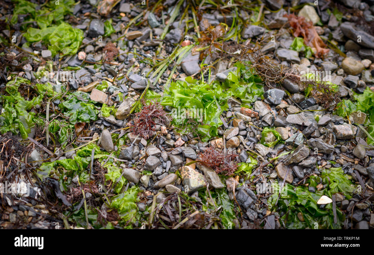 Verde alghe di mare a rocce. Messa a fuoco selettiva. Foto Stock