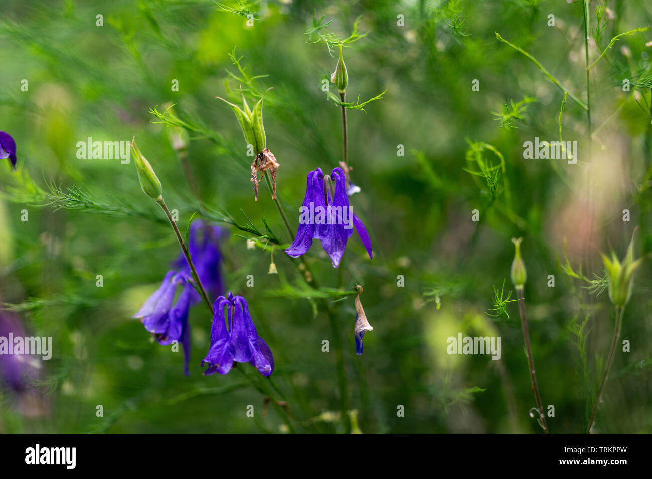 Aquilegia vulgaris aka aquilegia comune di diversi colori in giardino nei mesi estivi bloom Foto Stock