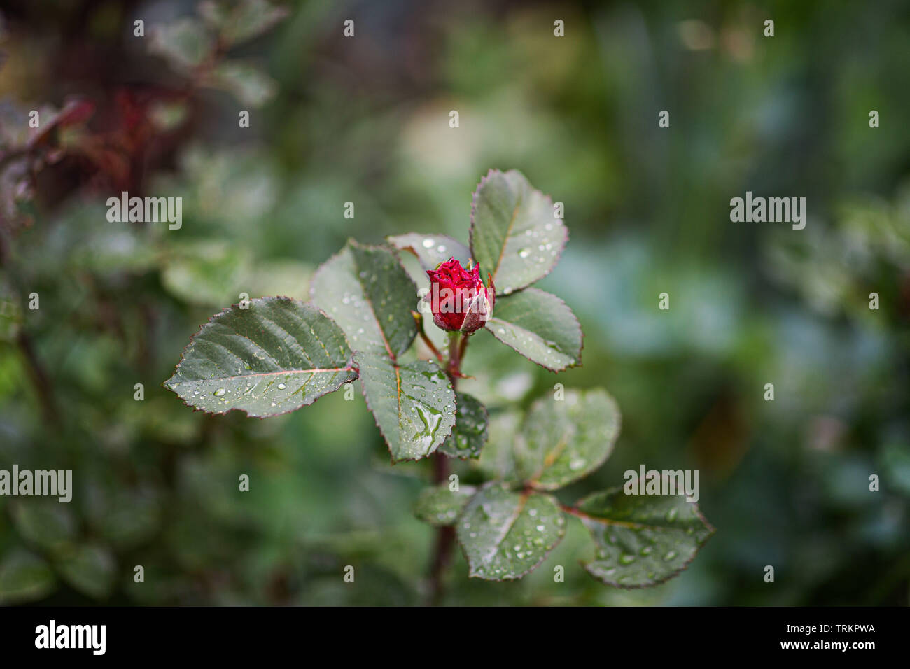 Close-up di rosso non aperti bocciolo di rosa e petali di colore verde con gocce di acqua sulle foglie Foto Stock