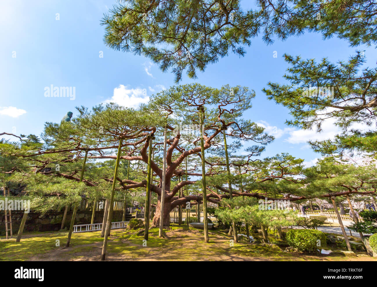 Magnifici alberi di pino con supporti in legno e fiori di ciliegio, nel giardino Kenrokuen, Kanazawa, Ishikawa Prefettura, Giappone. Kenrokuen è uno dei Foto Stock