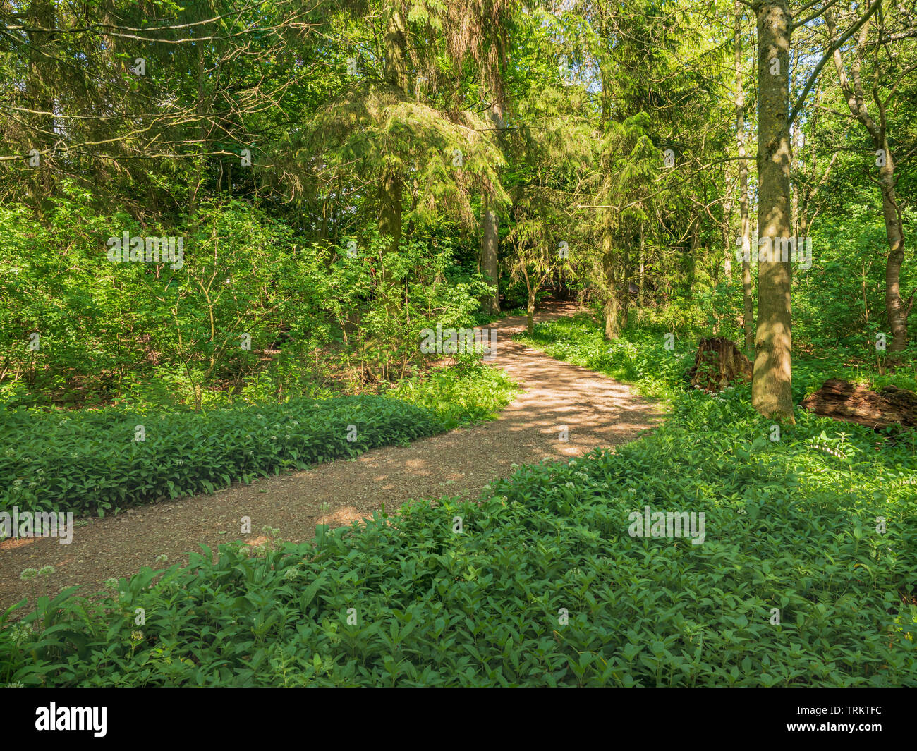 Percorso che si snoda attraverso il bosco dello Yorkshire alle brughiere del North Yorkshire centro visitatori a Danby Foto Stock