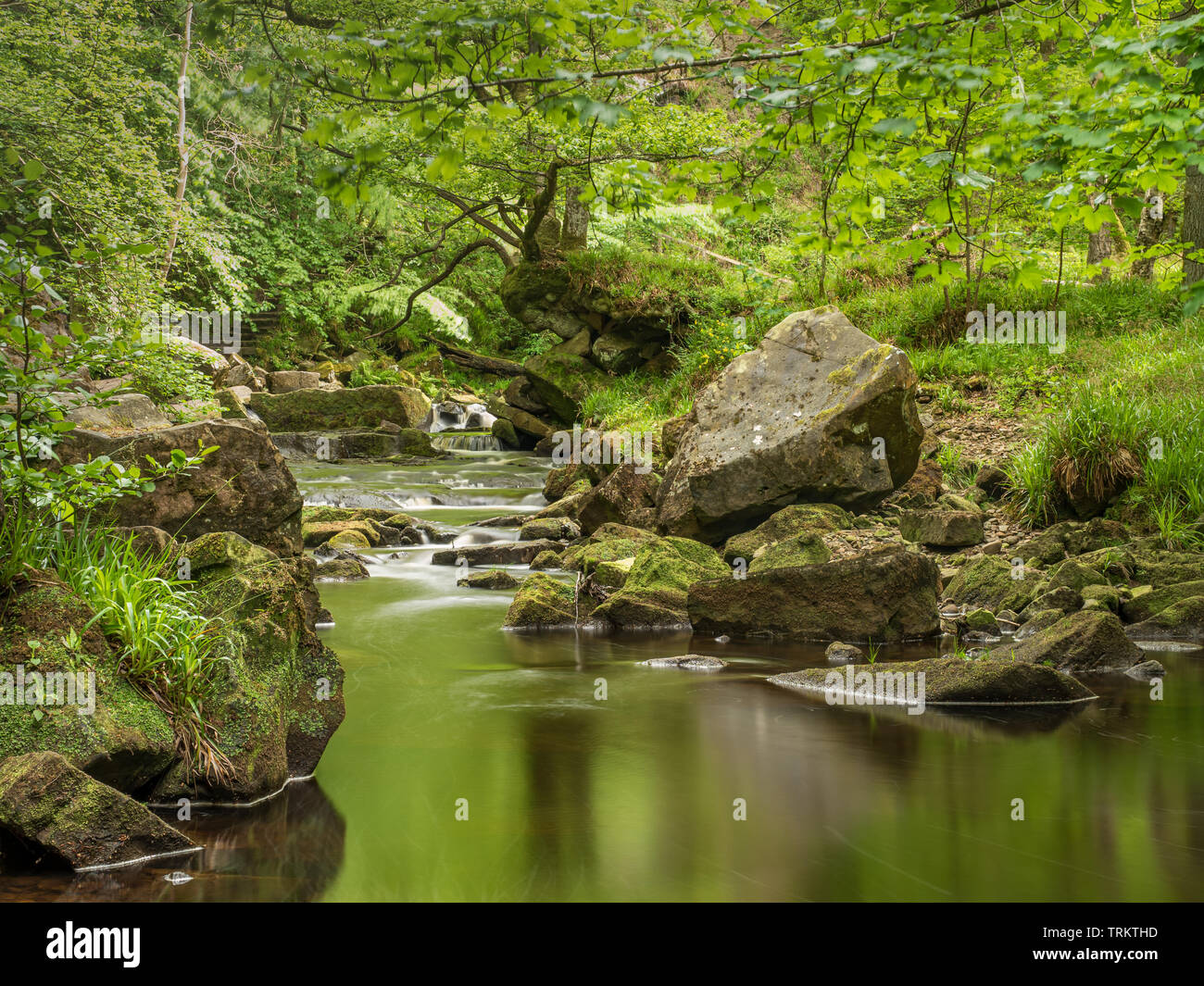 Flusso che scorre attraverso il bosco rocciosa vicino Mallyan Spout nel North Yorkshire Foto Stock
