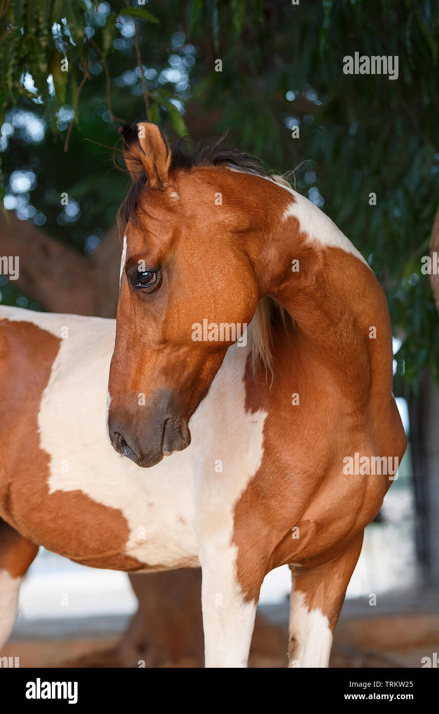 La vernice warwari cavallo ritratto Foto Stock
