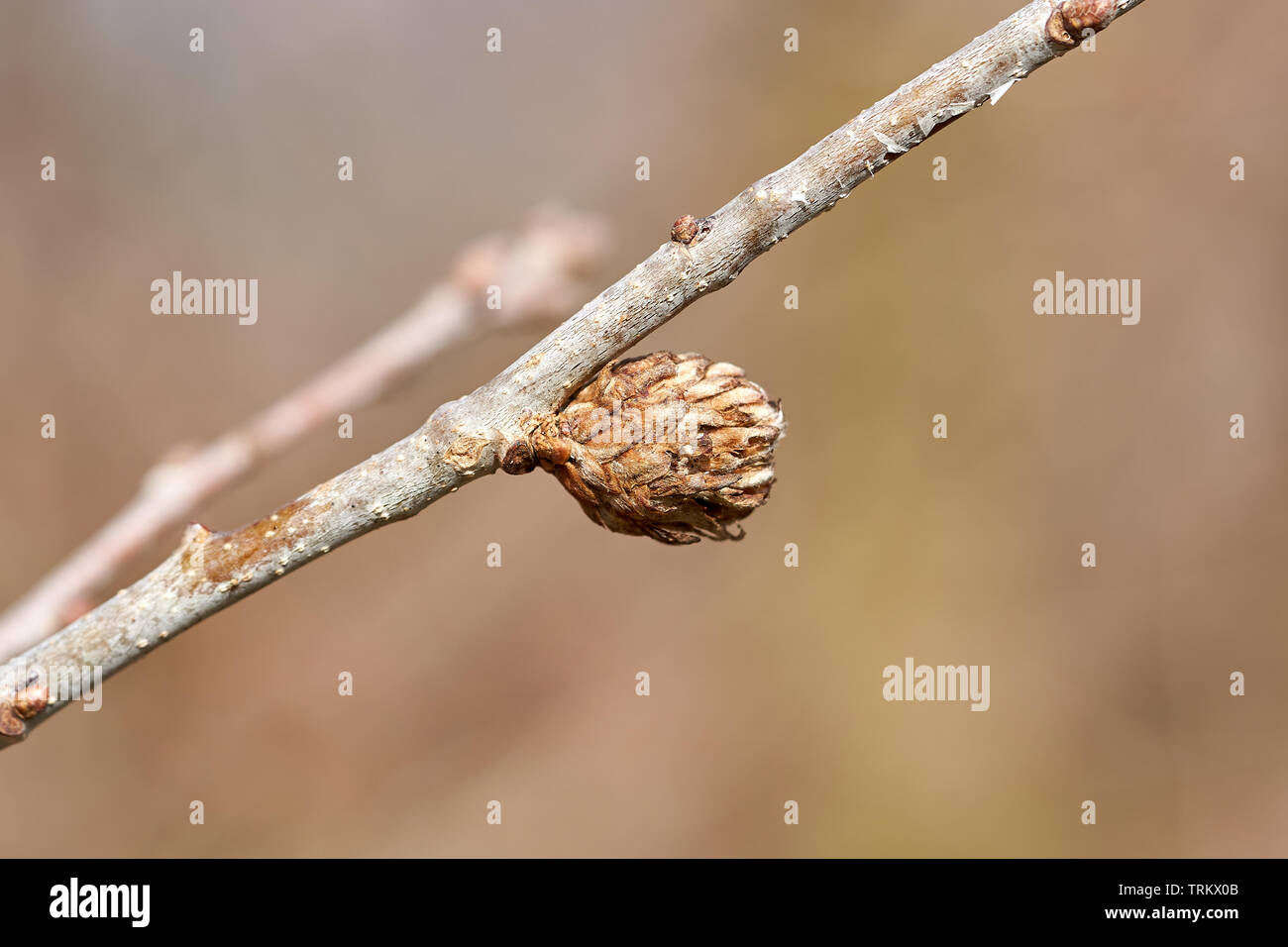 Pest infestazione da un gall wasp (Andricus fecundator) sulla foglia bud di una quercia Foto Stock
