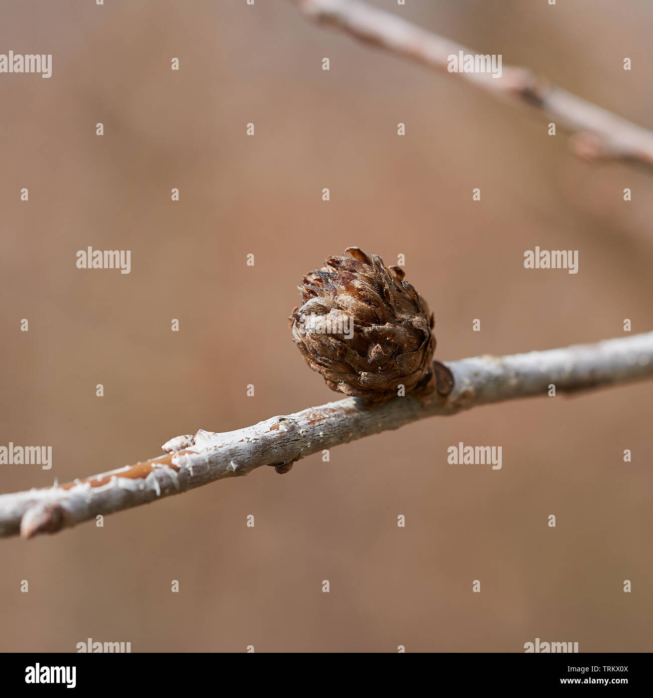 Pest infestazione da un gall wasp (Andricus fecundator) sulla foglia bud di una quercia Foto Stock