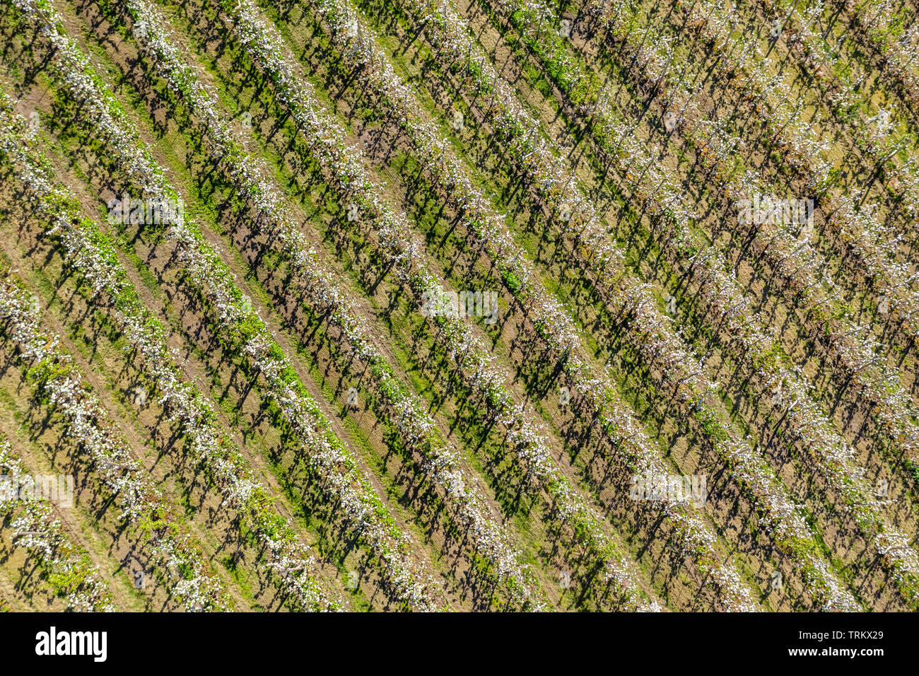 Apple farm vicino a Lofthus al Sörfjord, una succursale dell'Hardangerfjord, blomstering in maggio, drone shot, Hardanger, Norvegia Foto Stock
