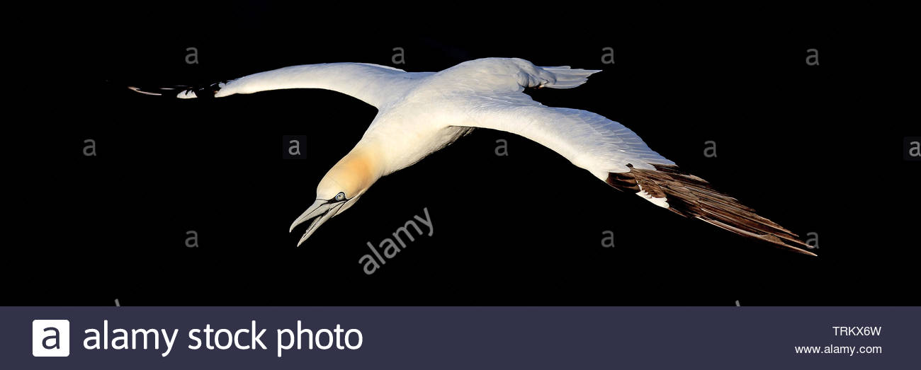 Un Northern Gannet in volo sopra le scogliere di Troup Capo Nord-est della Scozia. Foto Stock