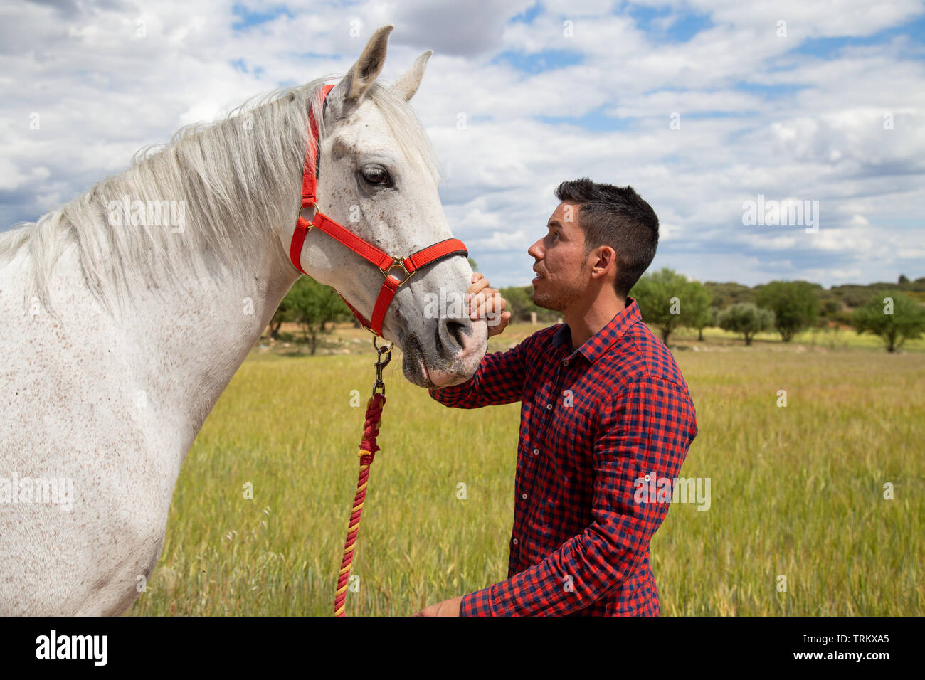 Vista laterale del giovane maschio in camicia a scacchi toccando delicatamente la testa del cavallo bianco con red briglia permanente, mentre in campagna su campo giorno nuvoloso Foto Stock