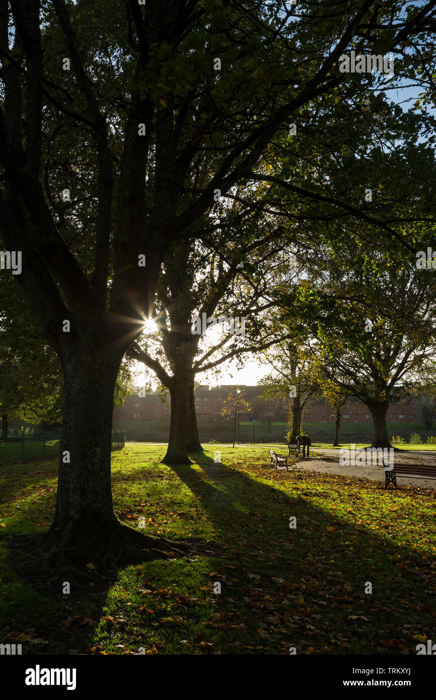 Sunburst attraverso gli alberi nel parco del Dock, Dumfries Scozia Scotland Foto Stock