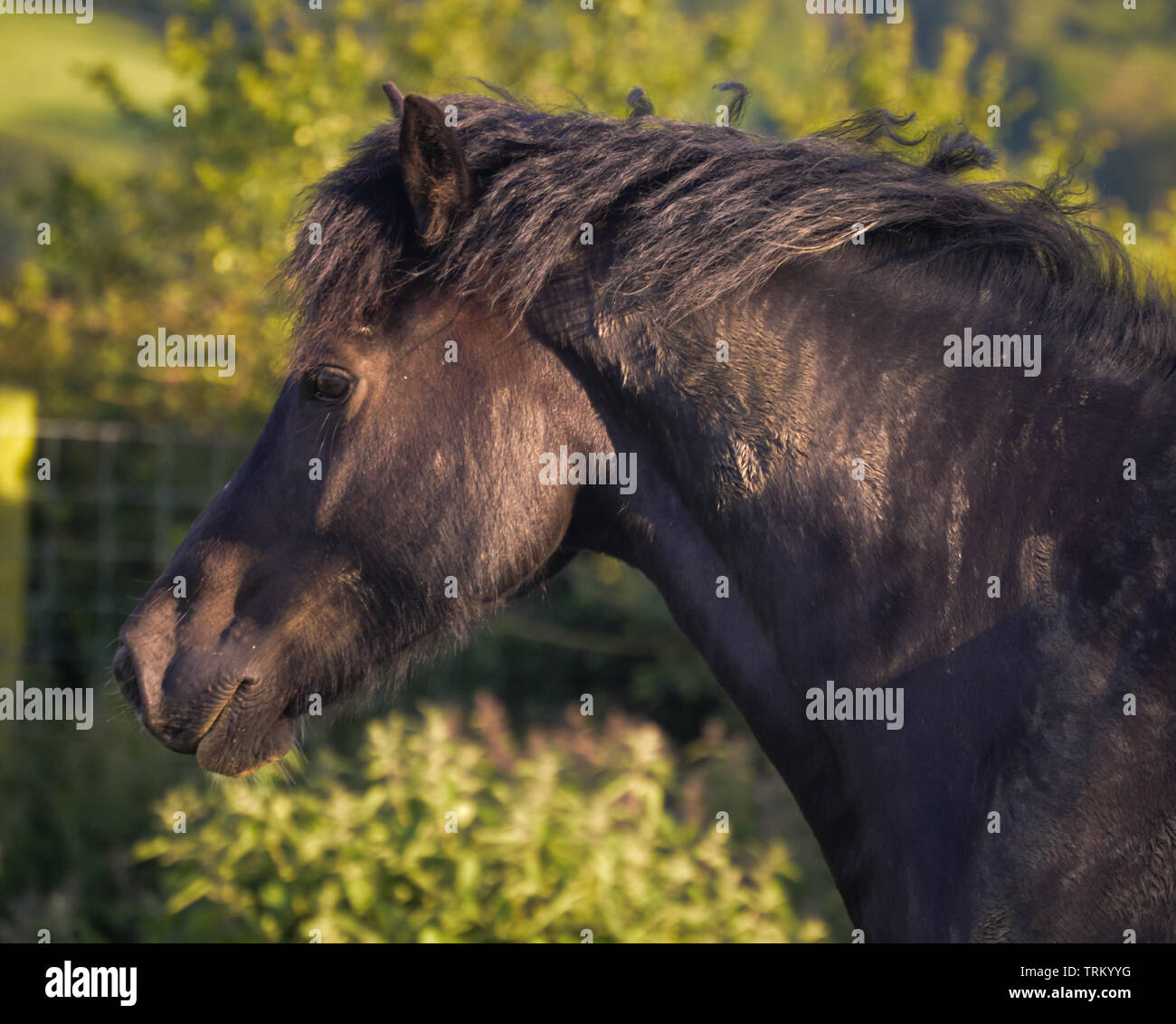 Nero sezione gallese D cob guardando dritto verso la fotocamera, headshots Foto Stock