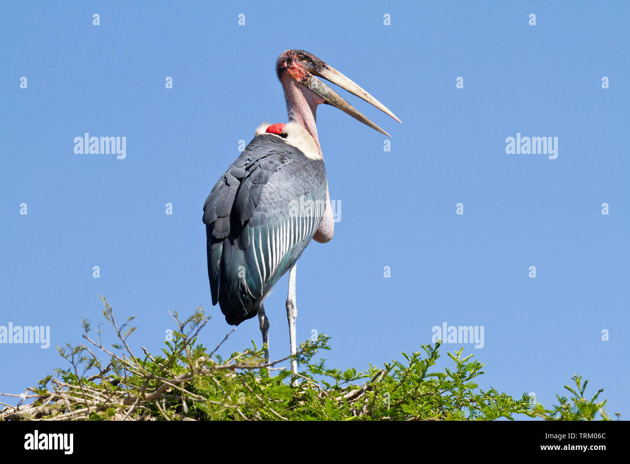 Marabou stork (Leptoptilos crumenifer) Foto Stock