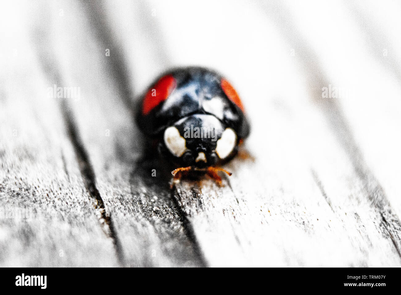 La foto del rosso e del nero lady bug su legno Foto Stock