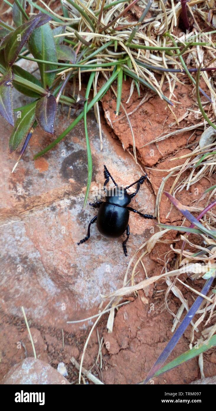 Un Dor Beetle comune, bosco, Inghilterra. REGNO UNITO Foto Stock