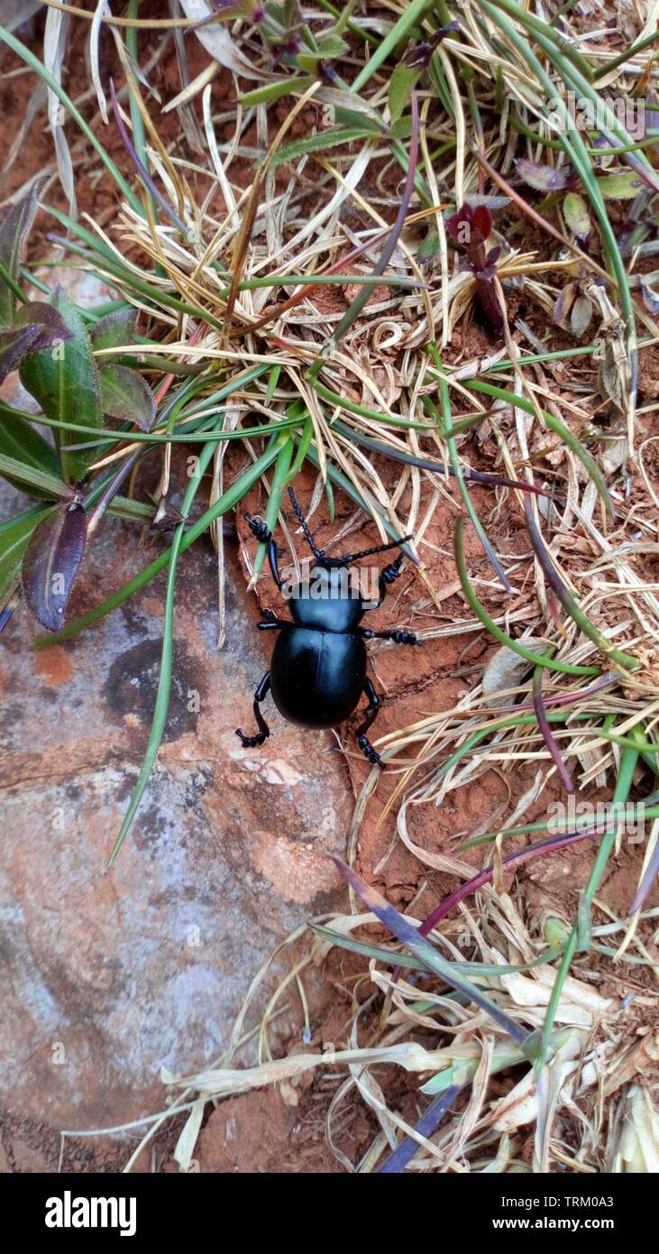 Un Dor Beetle comune, bosco, Inghilterra. REGNO UNITO Foto Stock