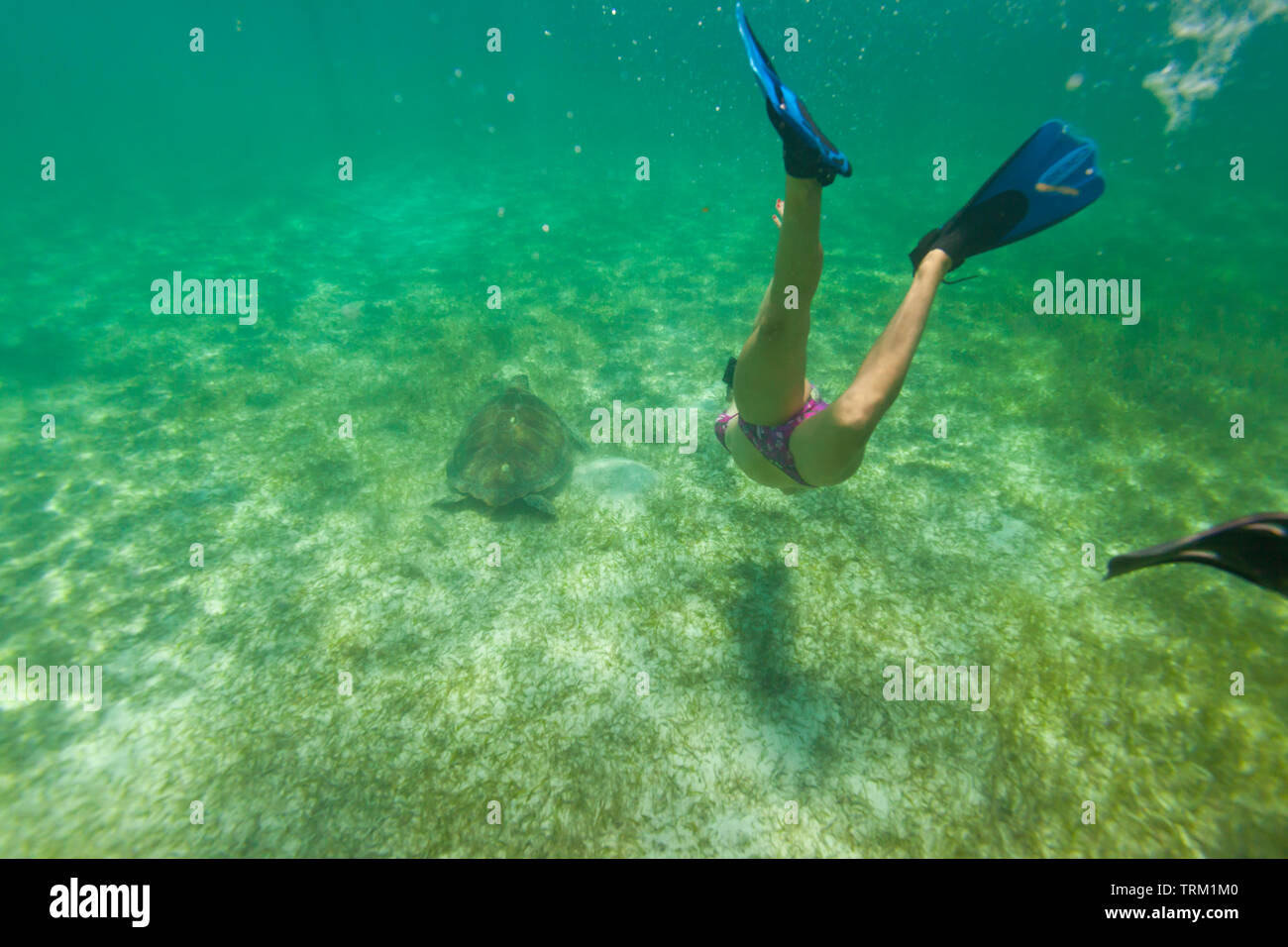 TORTUGA VERDE O BLANCA - tartaruga verde (Chelonia Mydas), Playa Akumal, Estado de Quntana Roo, Península de Yucatán, México Foto Stock