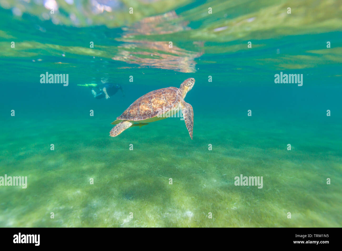 TORTUGA VERDE O BLANCA - tartaruga verde (Chelonia Mydas), Playa Akumal, Estado de Quntana Roo, Península de Yucatán, México Foto Stock