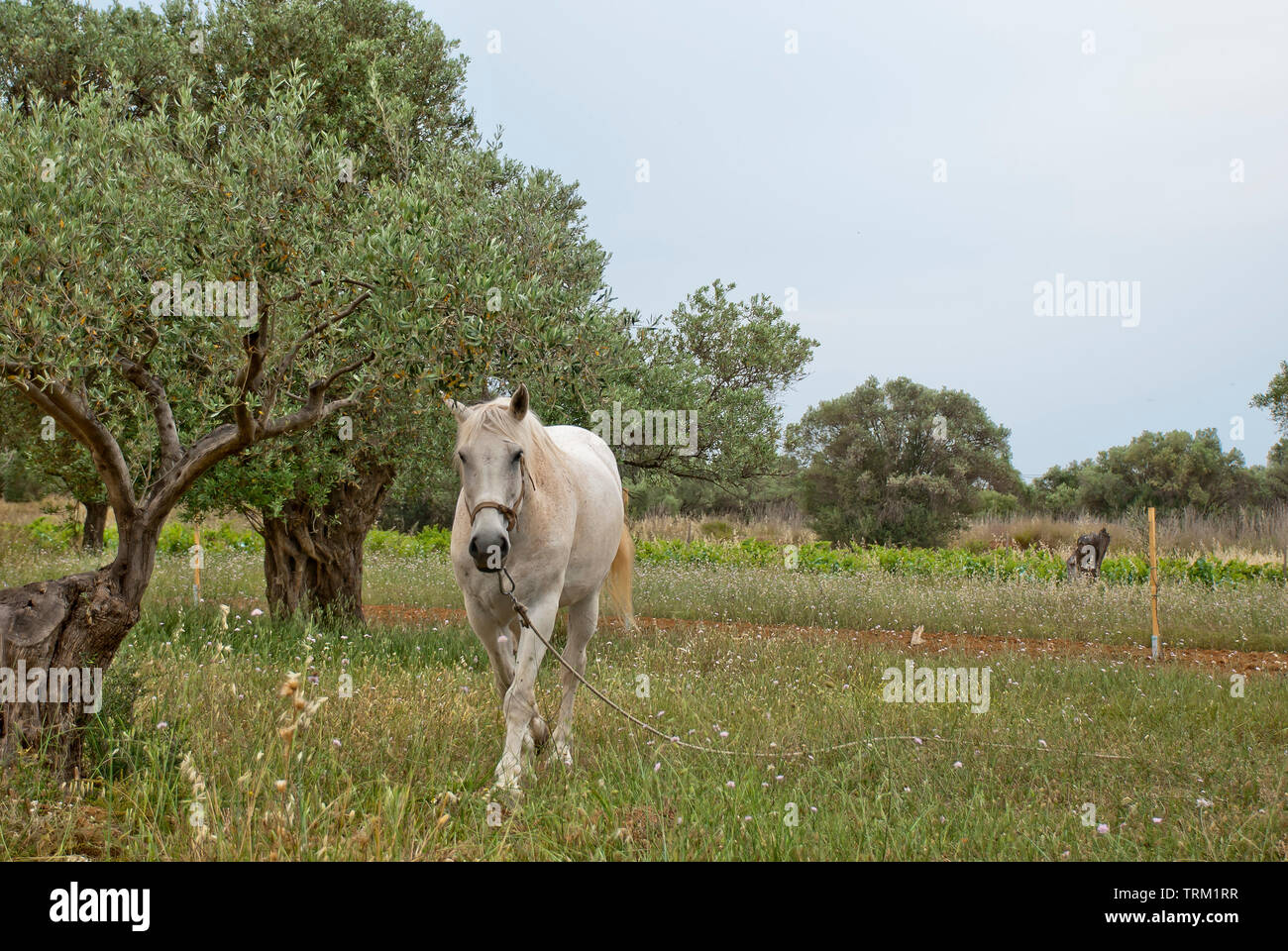 Un cavallo bianco nei campi di Atene, Grecia Foto Stock