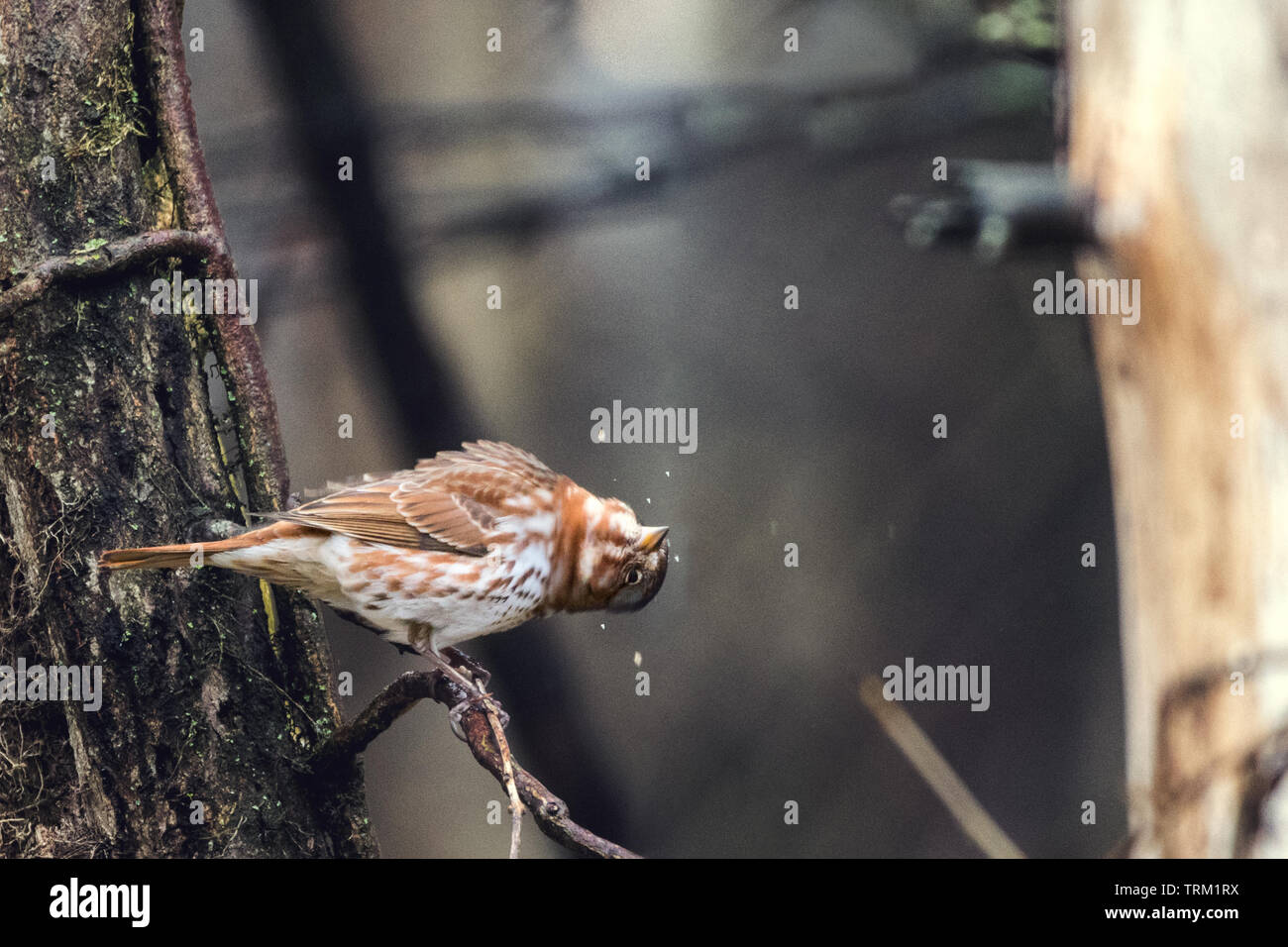 Un passero di volpe adulto scuote l'acqua dalle sue piume in una mattinata piovosa di marzo dell'Indiana. Foto Stock