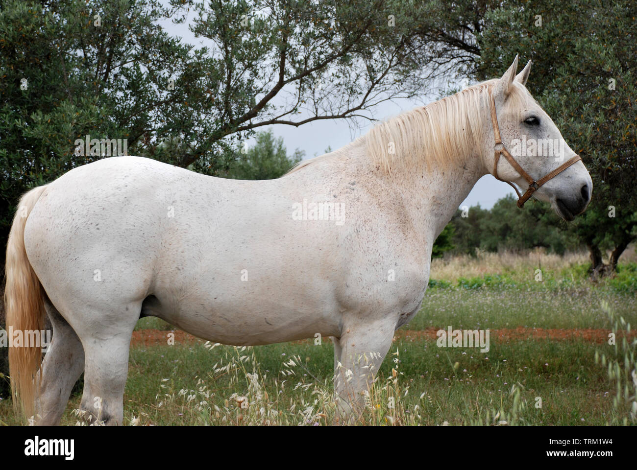 Un cavallo bianco nei campi di Atene, Grecia Foto Stock