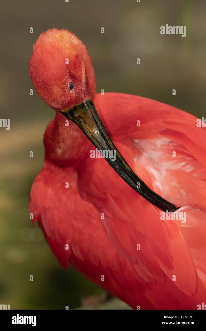 Scarlet Ibis Preening Foto Stock