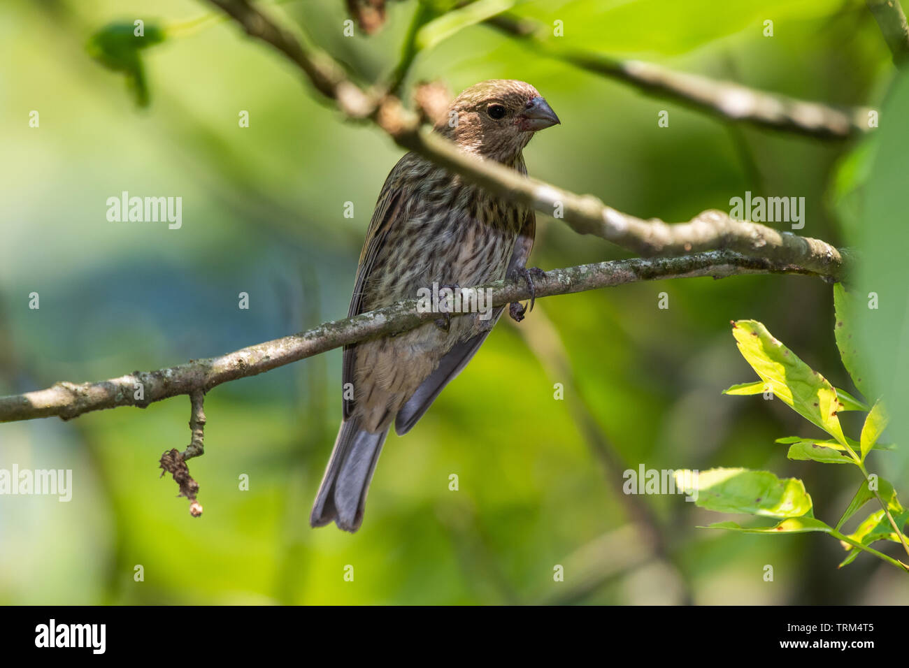 Casa femmina finch arroccato su di un lembo di albero con foglie Foto Stock