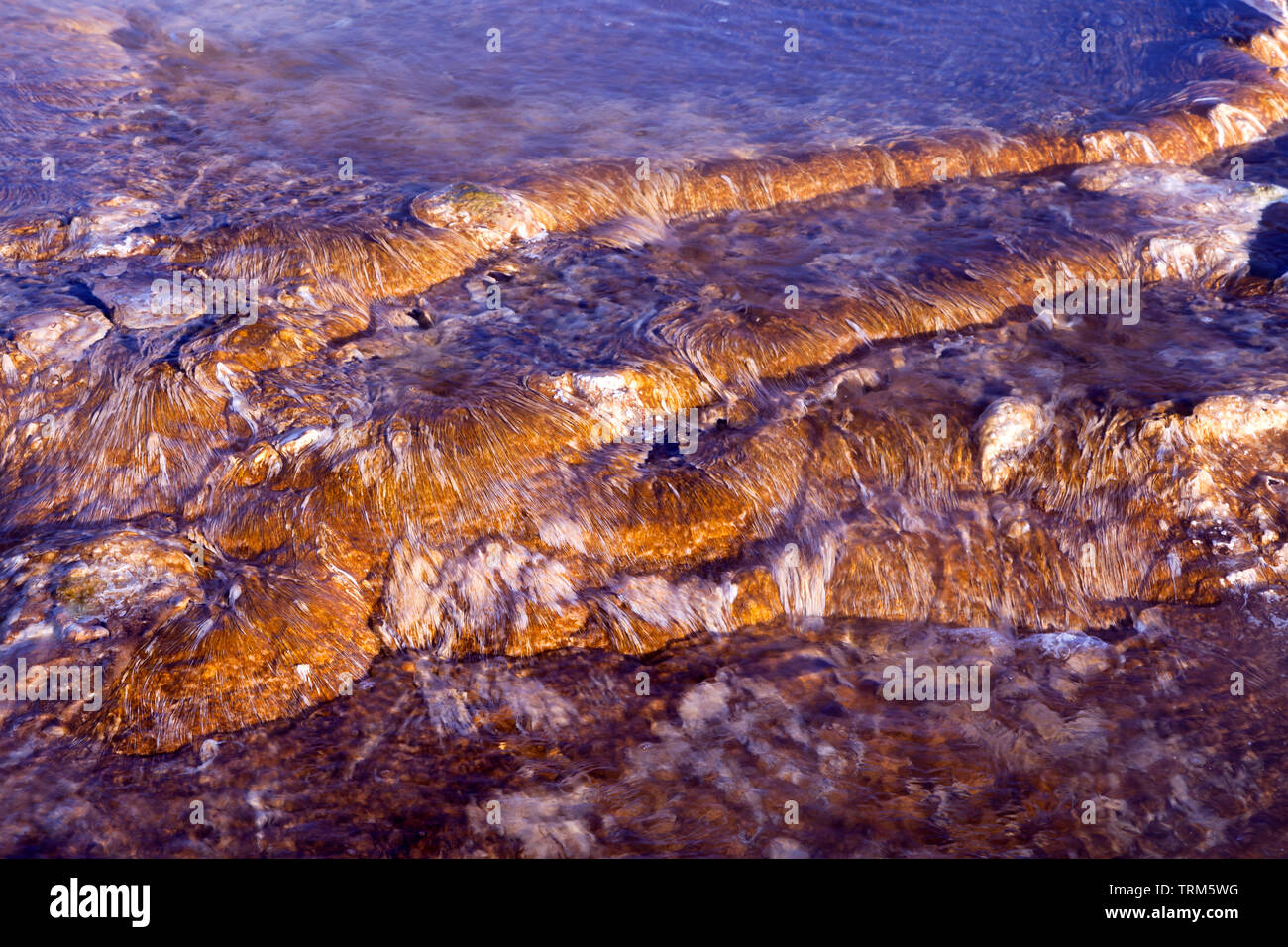 Flussi di acqua sopra il calore fiorente vita microbica su molla Canarie a Mammoth Hot Springs nel Parco Nazionale di Yellowstone. Foto Stock