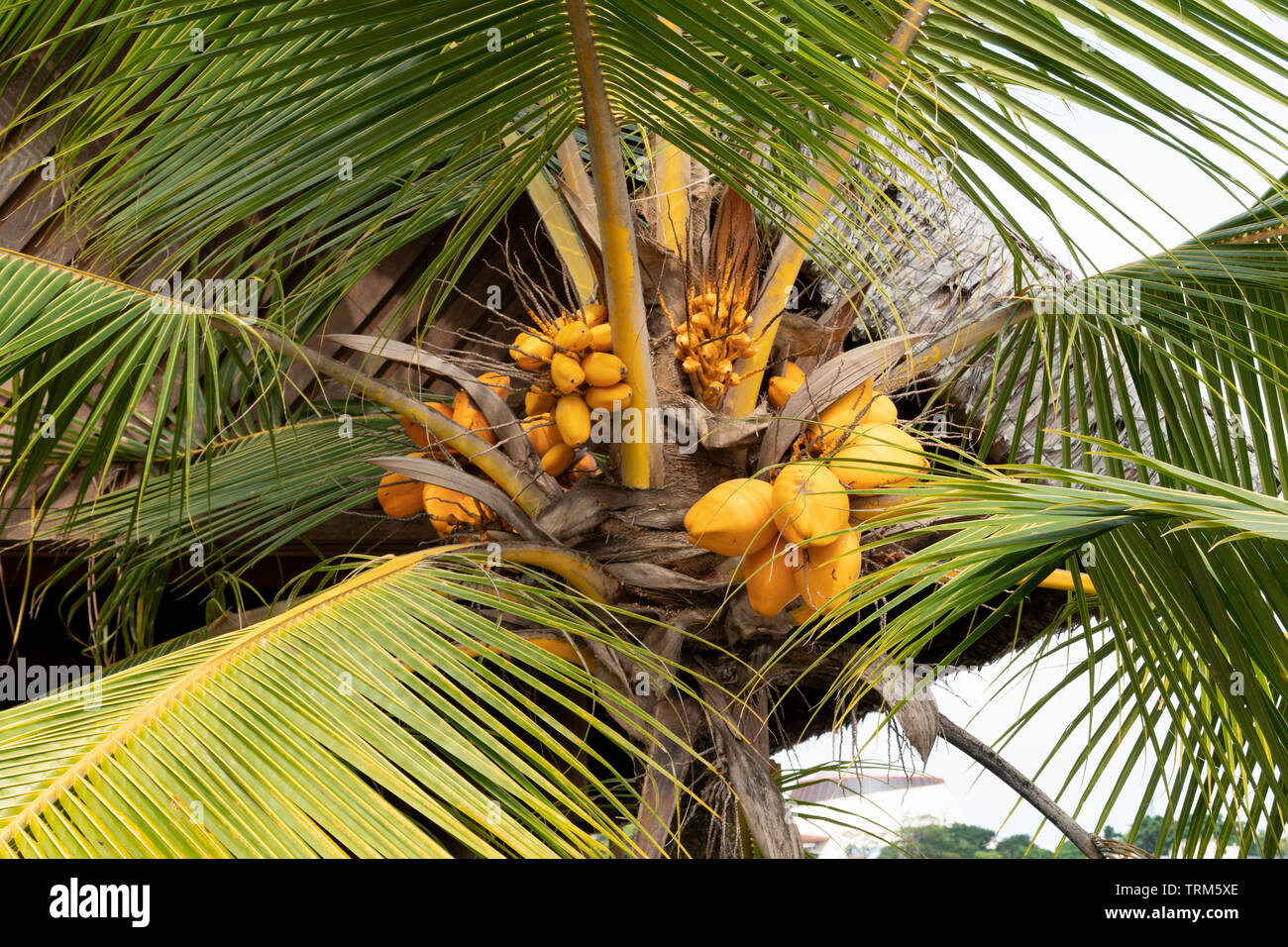 Noci di cocco giallo che cresce su un albero di cocco, Port Vila, l'isola di Efate, Vanuatu, Melanesia Foto Stock