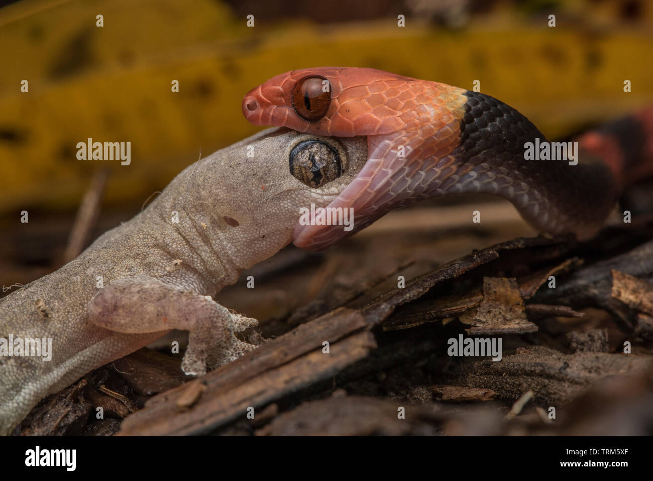 Un piatto tropicale snake (Siphlophis compressus) alimentazione su una casa gecko (Hemidactylus frenatus) in Yasuni National Park in Ecuador. Foto Stock